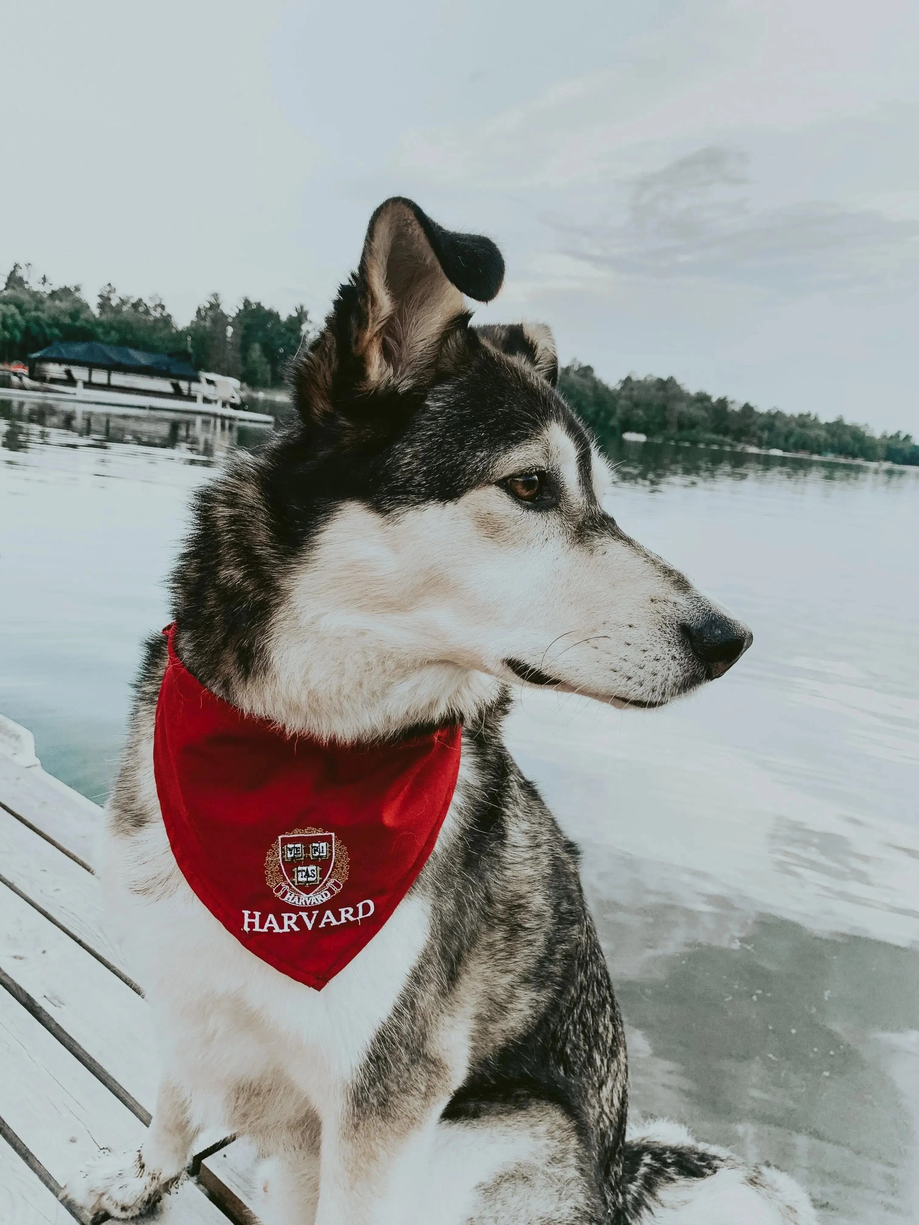 Harvard Dog Bandana