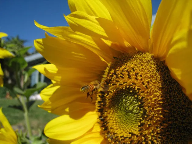 Queen of the Sun: What are the Bees Telling Us? (home-use)